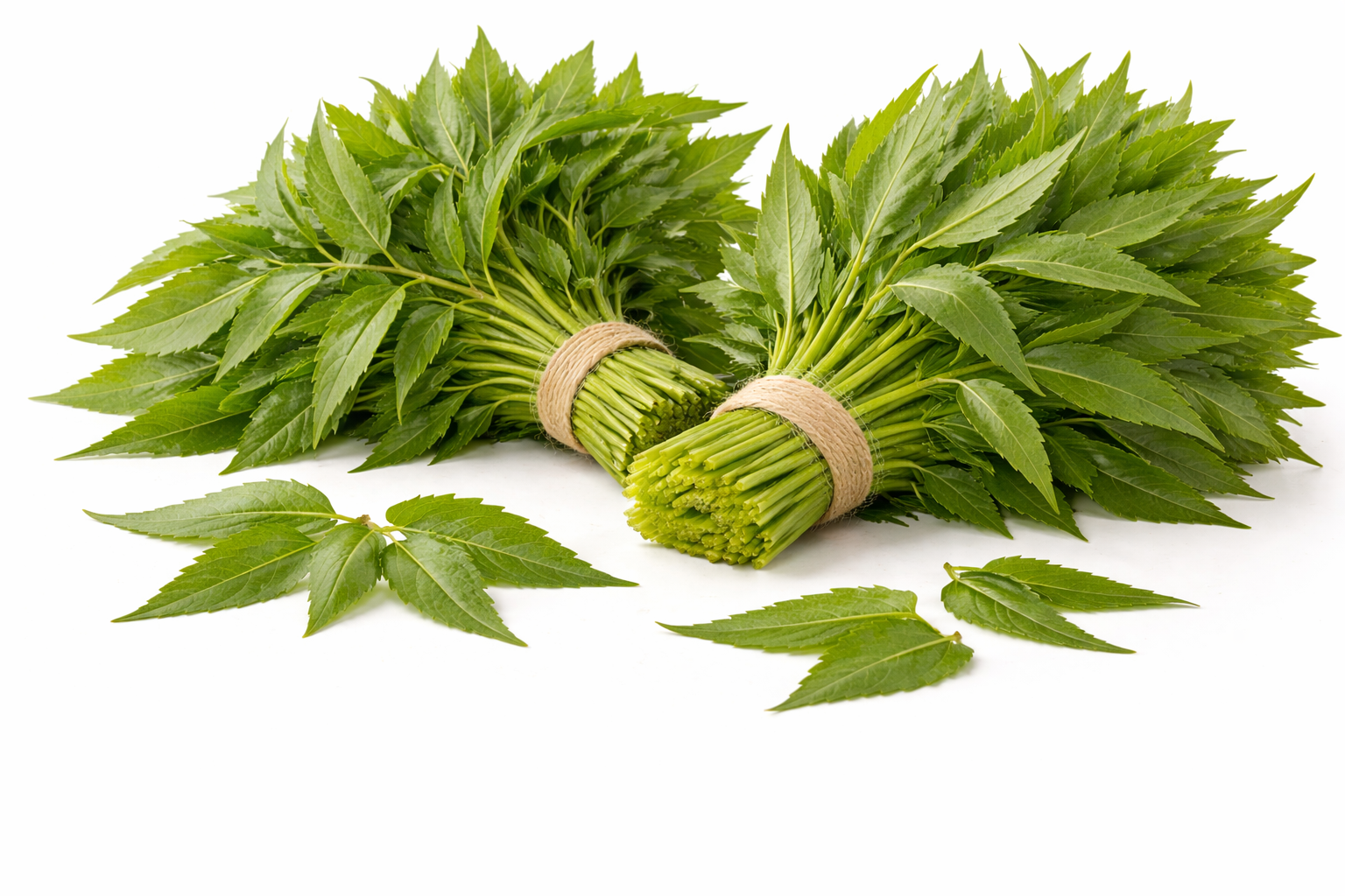 Neem Leaves